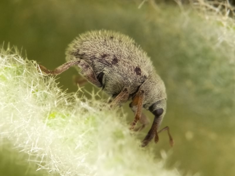 Cionus olens (Fabricius, 1792)